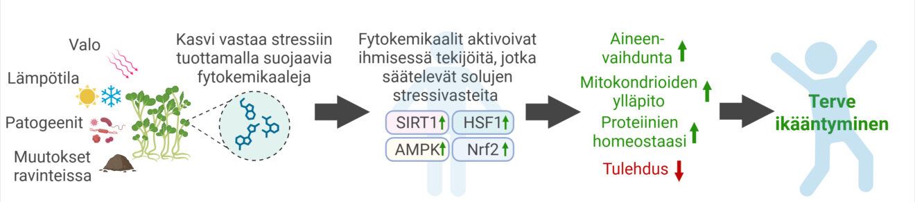 Kuvassa 1 vaakasuuntainen kaavio havainnollistaa xenohormeesin biologista periaatetta. Kasvi altistuu ympäristön stressitekijöille, kuten valolle, lämpötilan vaihteluille, patogeeneille ja ravinteiden muutoksille, ja vastaa stressiin tuottamalla suojaavia fytokemikaaleja. Ravinnon kautta saadut fytokemikaalit voivat ihmisessä aktivoida solujen stressivasteita sääteleviä tekijöitä, joista kuvassa esitetään SIRT1, HSF1, AMPK ja Nrf2. Näiden aktivoituminen yhdistetään aineenvaihdunnan, mitokondrioiden ylläpidon ja proteiinien homeostaasin lisääntymiseen sekä tulehduksen vähenemiseen. Vaikutusketjun mahdollisena lopputuloksena esitetään terve ikääntyminen sekä tulehduksen väheneminen. Lopuksi nuoli johtaa symboliin, joka kuvaa tervettä ikääntymistä.